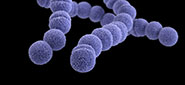 illustration of group a Streptococcus pathogen