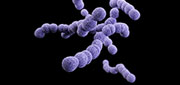 illustration of group b streptococcus pathogen