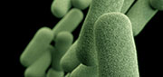 illustration of haemophilus influenzae pathogen