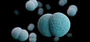 illustration of N meningitidis pathogen