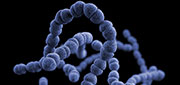 illustration of streptococcus pneumoniae pathogen