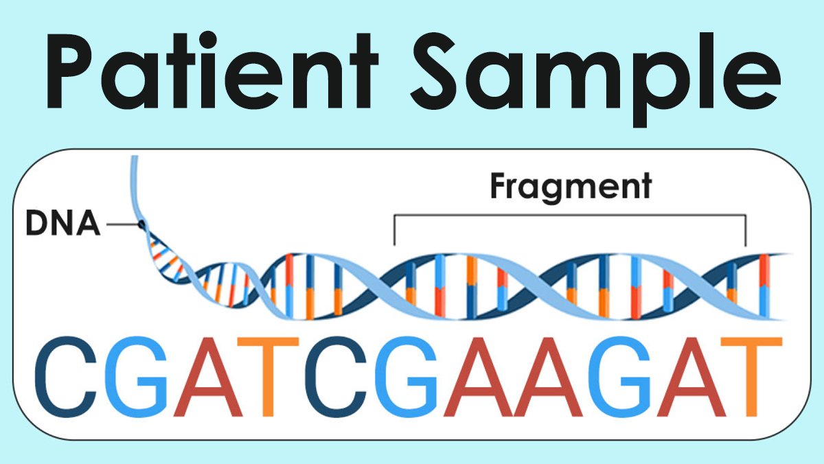 A strand of DNA with one fragment labeled with "CGATCGAAGAT."