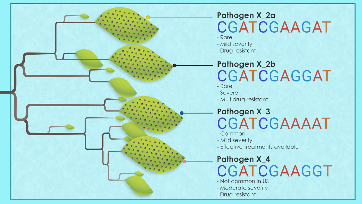 A simplified phylogenetic tree with 4 strains. Each has a distinct gene fragment and a short list of characteristics.