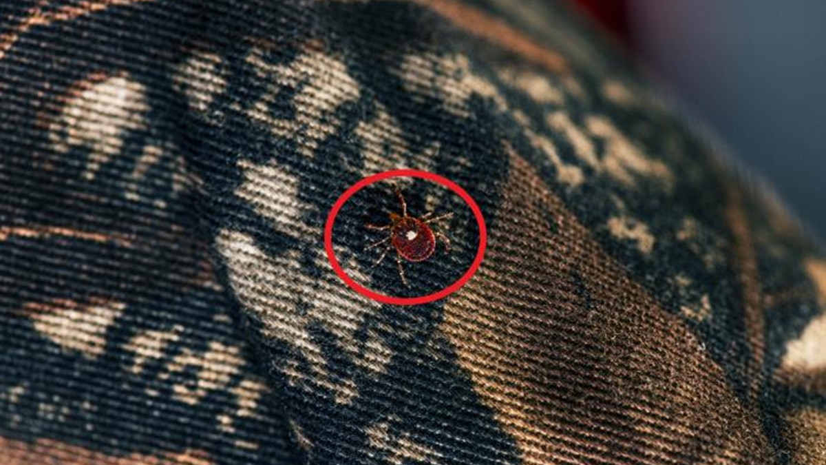 An adult female lone star tick crawls on the surface of camouflage clothing.