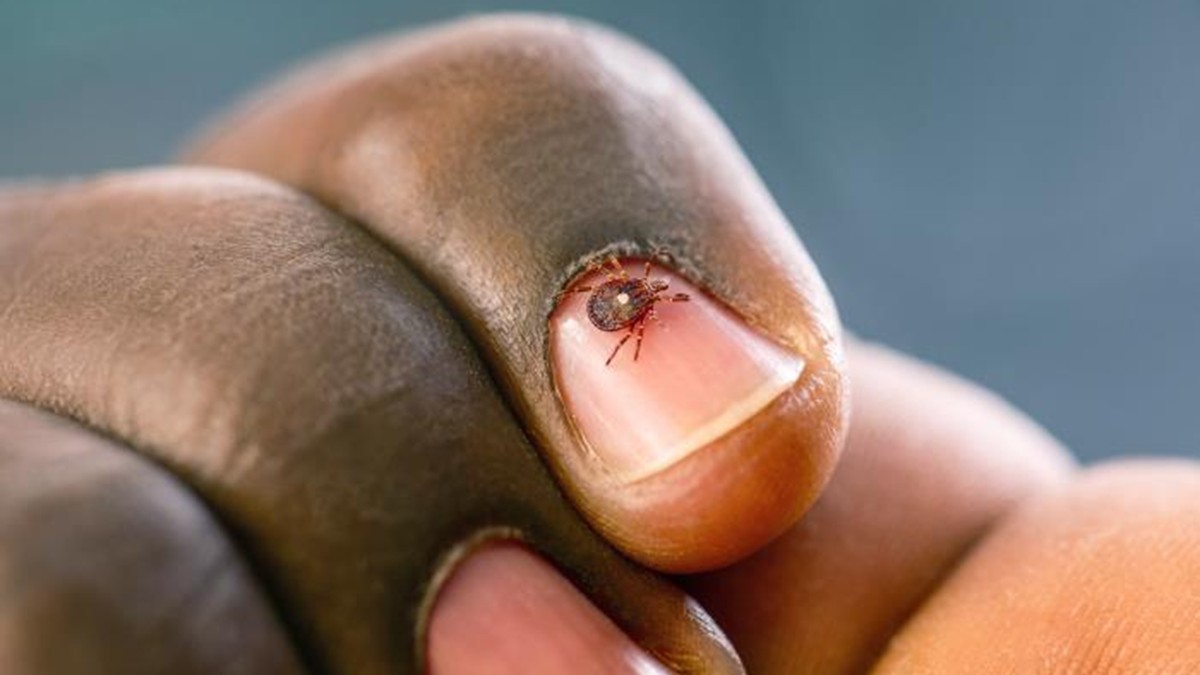 An adult female lone star tick, Amblyomma americanum, crawls on a person’s right index fingernail.