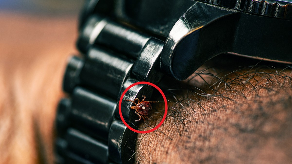 Adult female lone star tick crawling on wristwatch