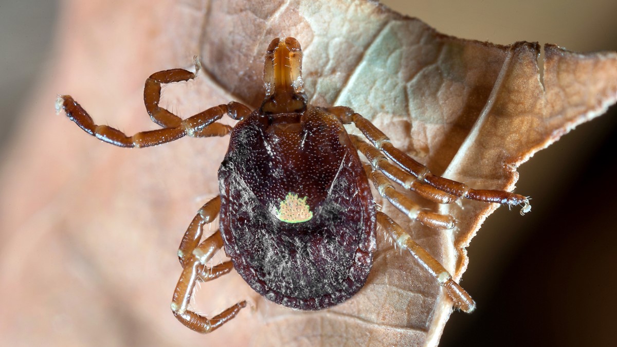 A lone star tick with its characteristic white spot on its back climbs on a leaf.