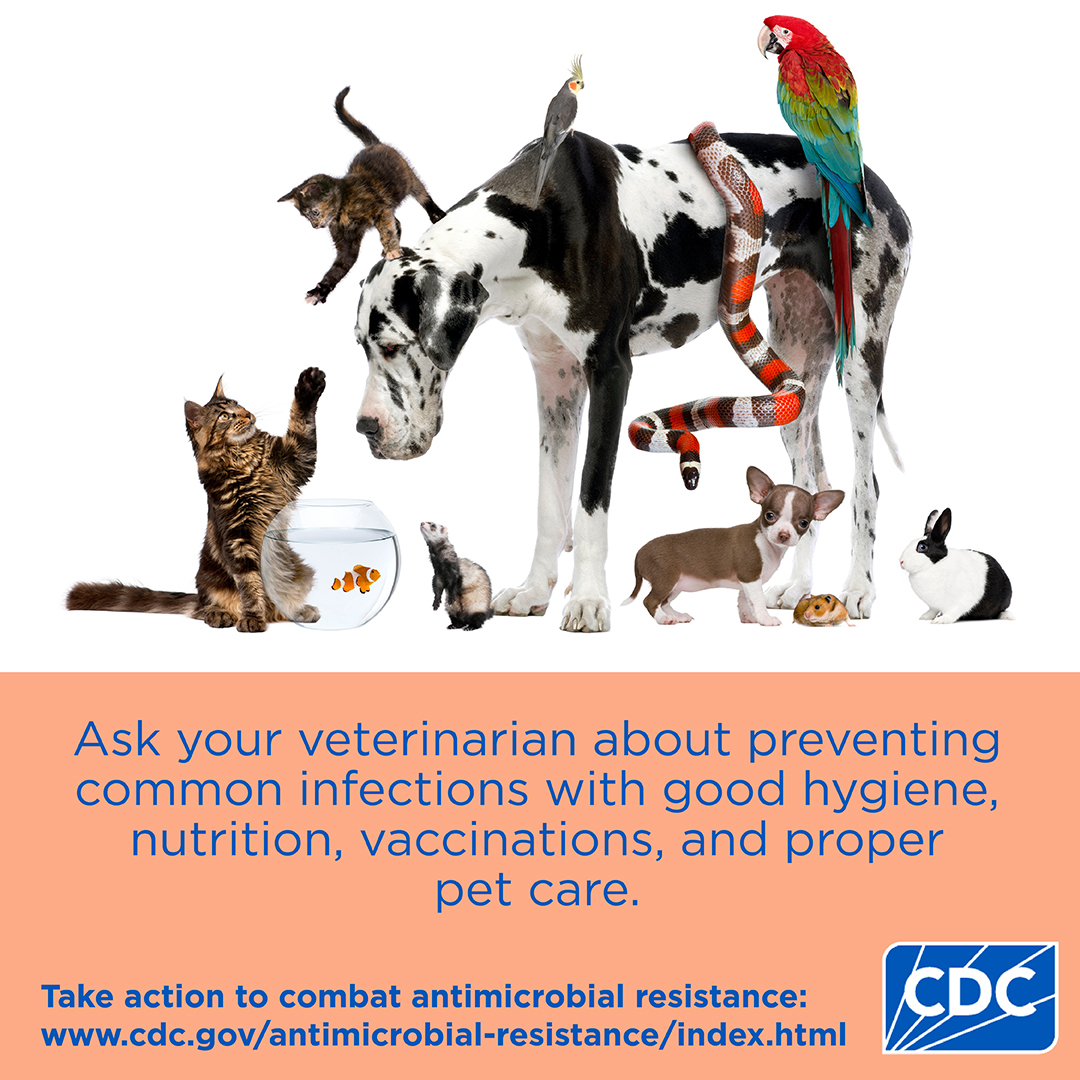 Ask your veterinarian about preventing common infections with good hygiene, nutrition, vaccinations, and proper pet care.