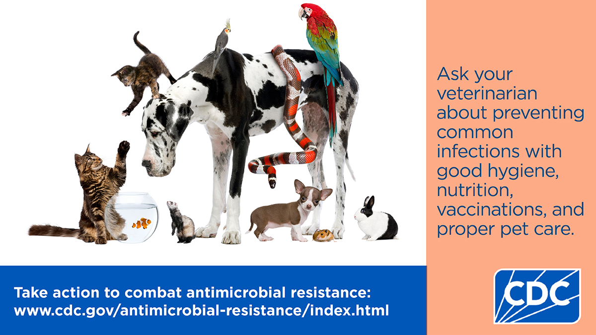 Ask your veterinarian about preventing common infections with good hygiene, nutrition, vaccinations, and proper pet care.