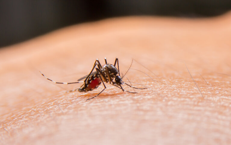 Mosquito biting skin.