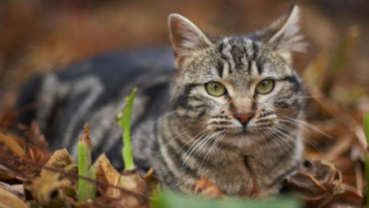 A house cat rests in leaves and debris on a forest floor.