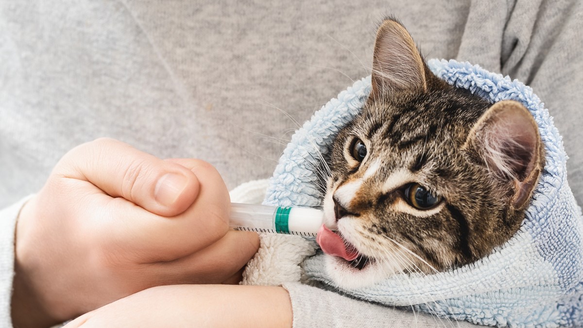 A person giving liquid oral antibiotics to a cat.