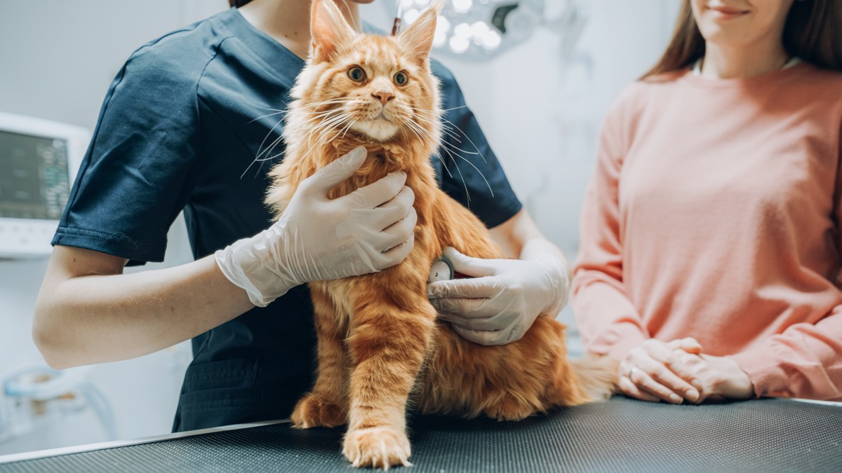 A veterinarian exams a cat.