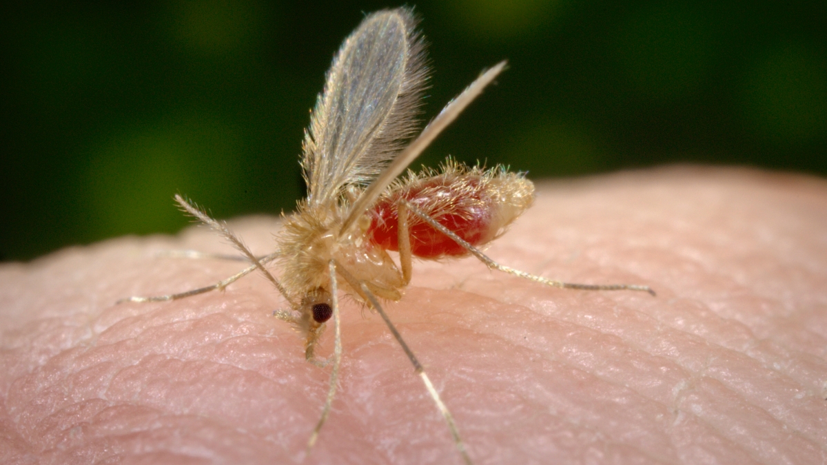 A tiny sand fly rests on a human finger