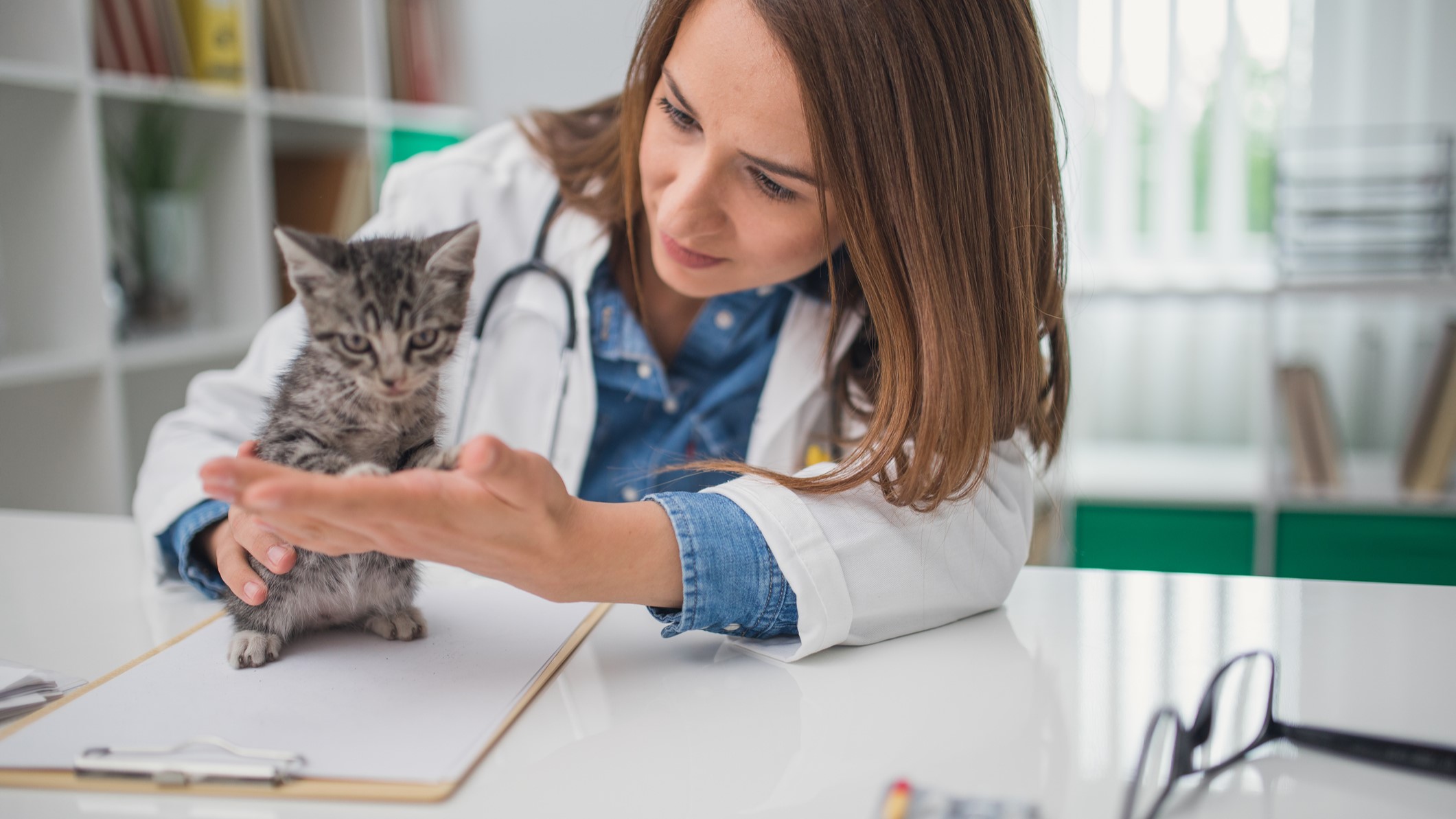 A veterinarian holds a kitten on a table.