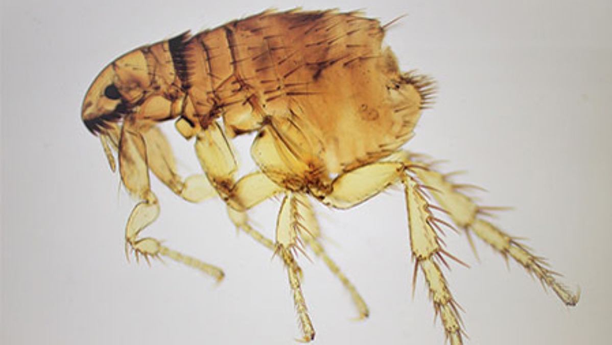Close up photo of a flea