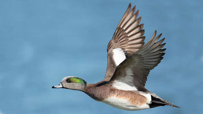 Male American Wigeon Duck in Flight