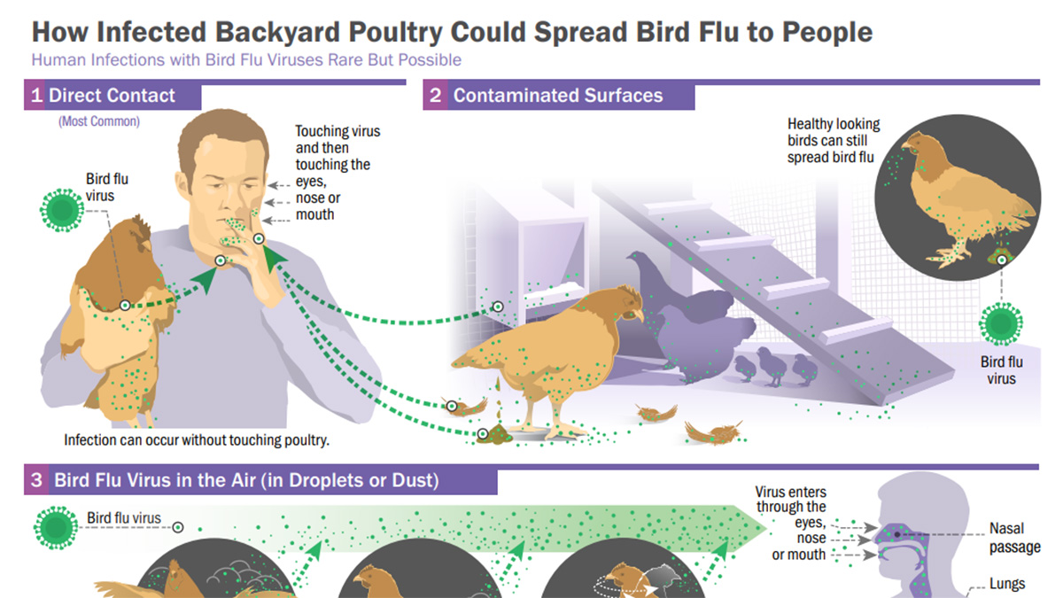 How Infected Poultry Could Spread Avian Influenza to People