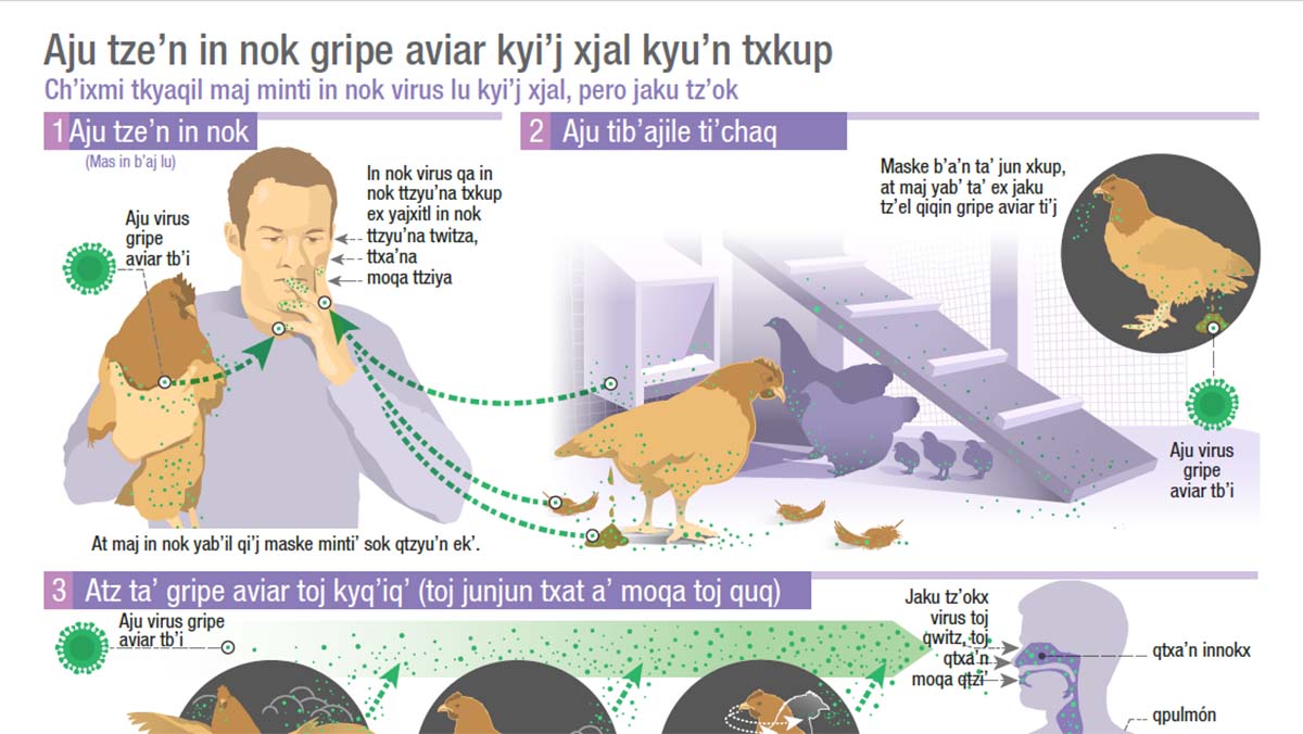 how infected backyard poultry could spread bird flu to people - mamean