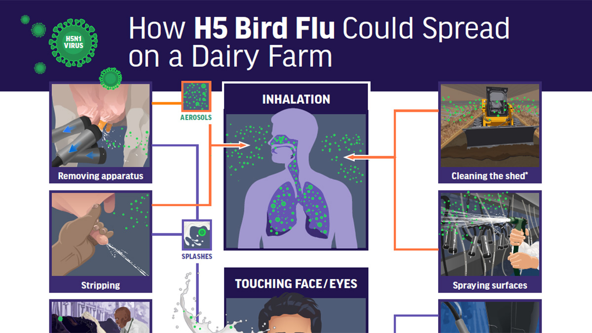 How H5 Bird Flu Could Spread on a Dairy Farm (Poster)