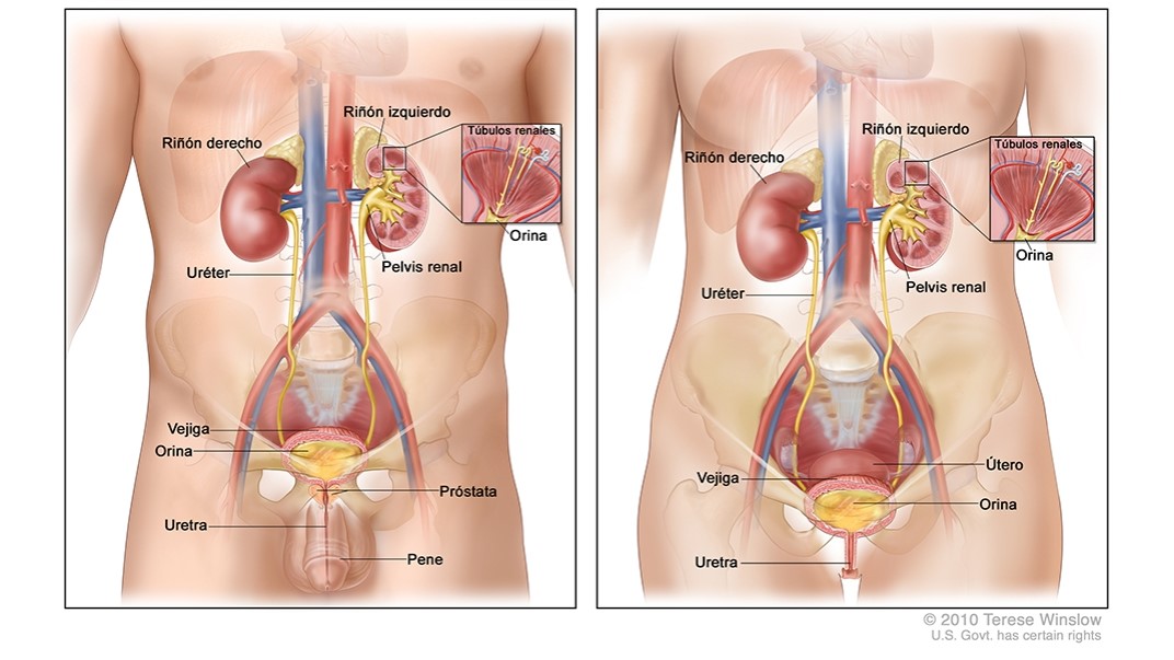 Diagramas de los sistemas urinarios masculino y femenino