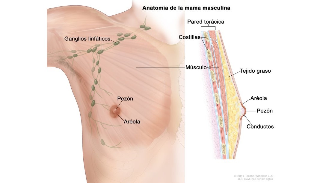 Un diagrama de la anatom&iacute;a de la mama masculino.