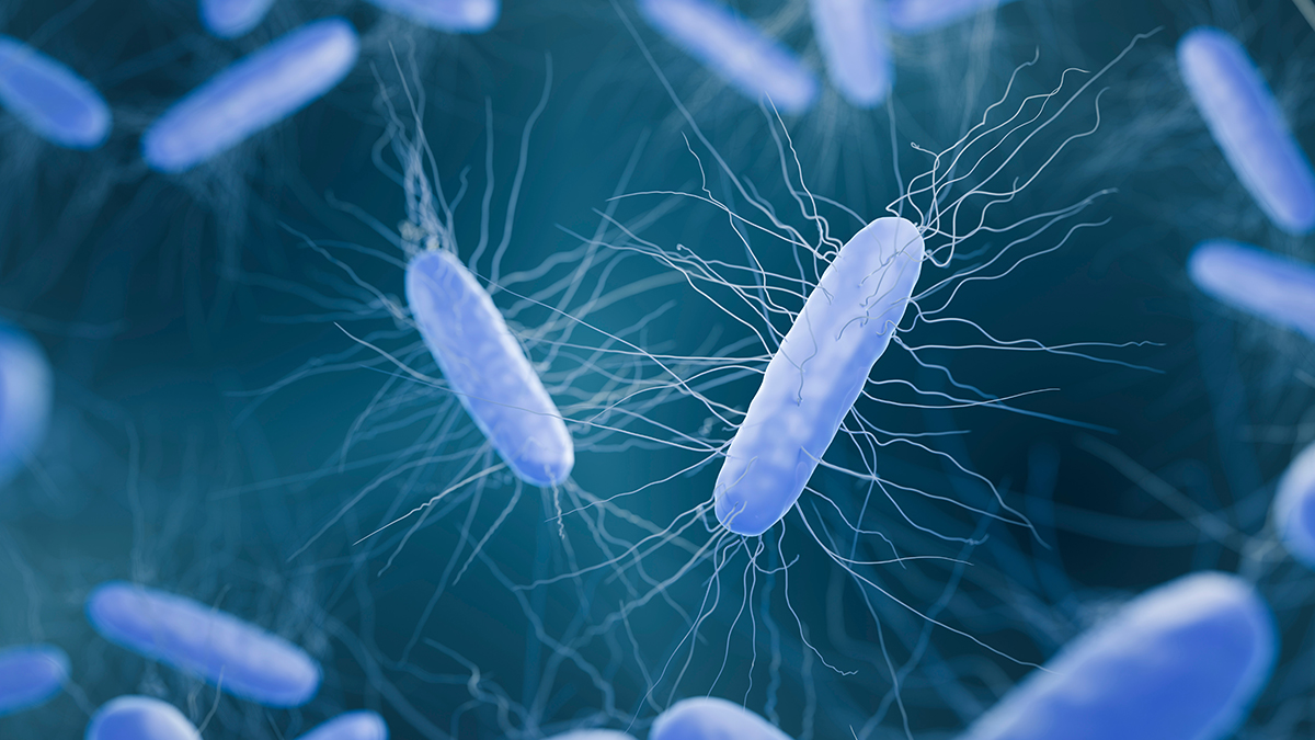 The bacterium Clostridioides difficile, also known as C. difficile or C. diff