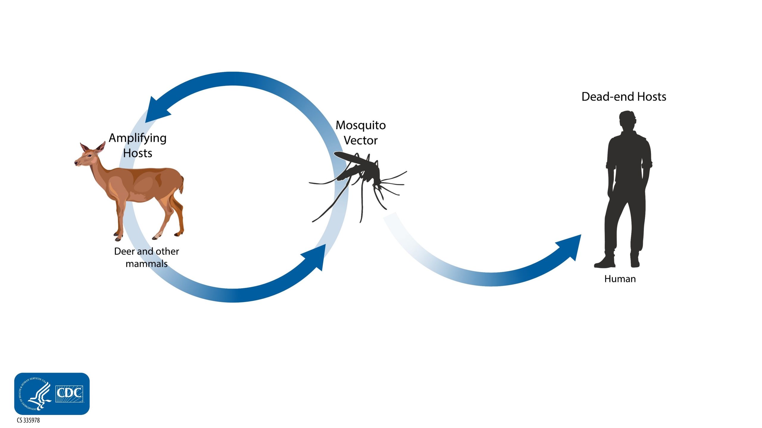 Diagram of the Cache Valley Virus transmission cycle.