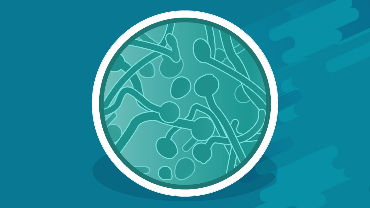 An illustration of a petri dish with Candida