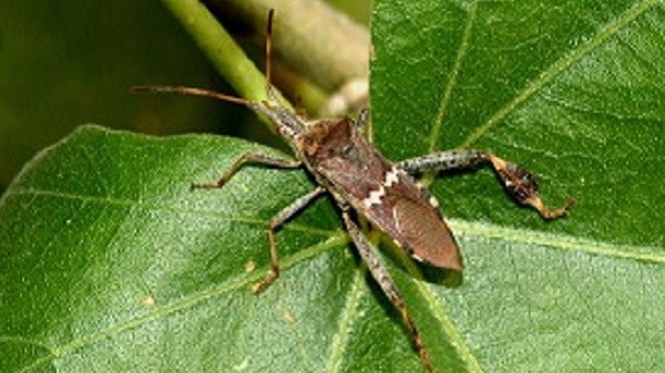 A leaf-footed bug rests on a green leaf.