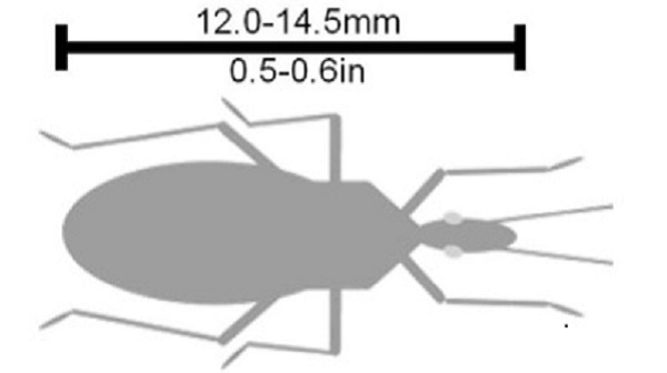 Illustration of Paratriatoma hirsuta showing it measures 12-14.5 mm.