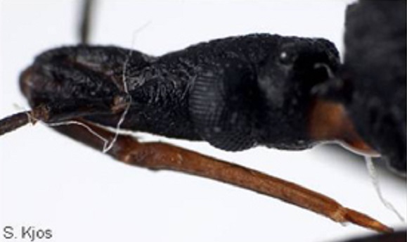 Details of the head of the Triatoma indictiva.