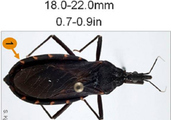 Details of the markings and size of the Triatoma indictiva.