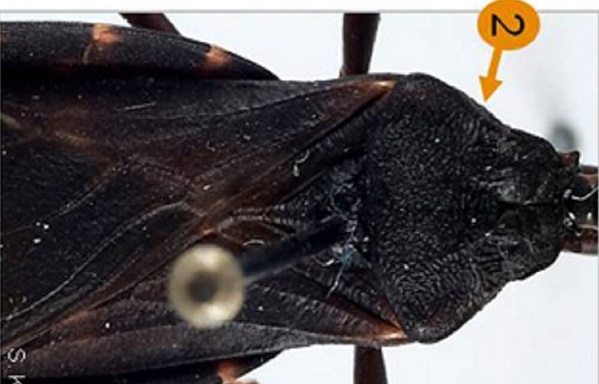 Detailed characteristics of the Triatoma indictiva.
