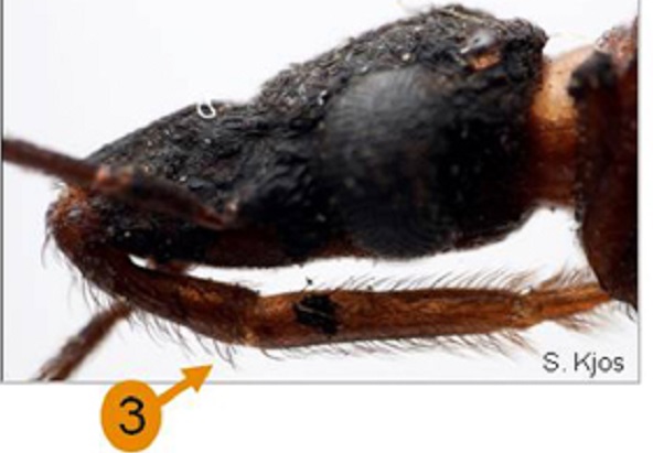 Details of the head of the Triatoma lecticularia.