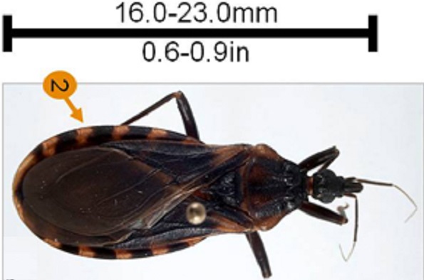 Details of the size and markings of the Triatoma lecticularia.