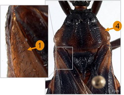 Detail of the thorax of the Triatoma lecticularia.