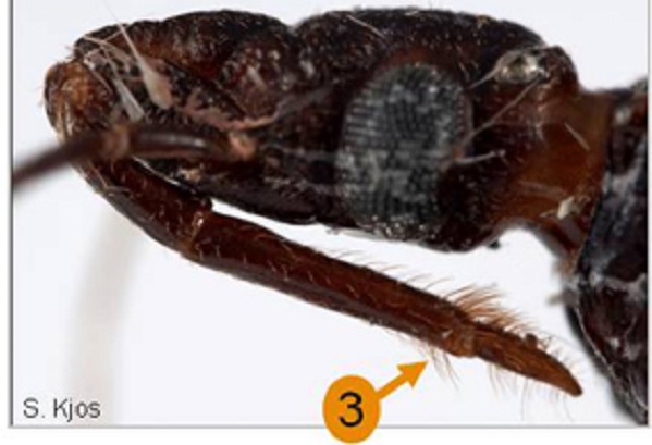 Detail of the head of the Triatoma neotomae.