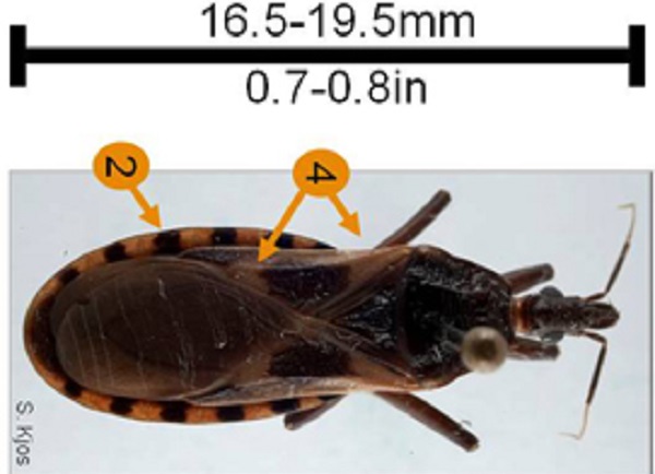 Details of the size and markings of the Triatoma neotomae.