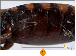 Detailed image showing the thorax of the Triatoma neotomae.