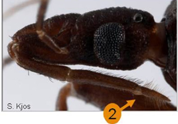 Detail of the head of the Triatoma protracta.