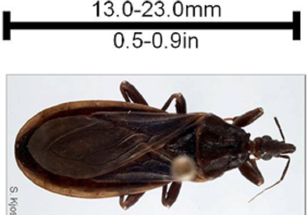 Image illustrating the size of the Triatoma protracta species.