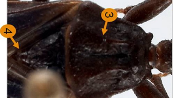 Detailed characteristics of the Triatoma protracta's thorax.