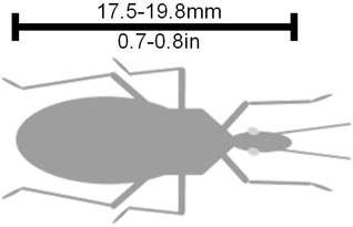 Illustrating the size and shape of Triatoma incrassata.