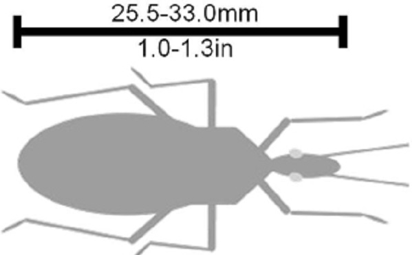 Illustrating the size and shape of the Triatoma recurva.