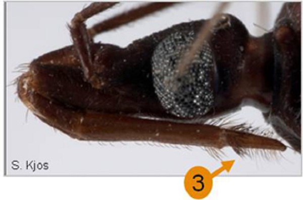 Details of the Triatoma rubida's mouthparts and head.