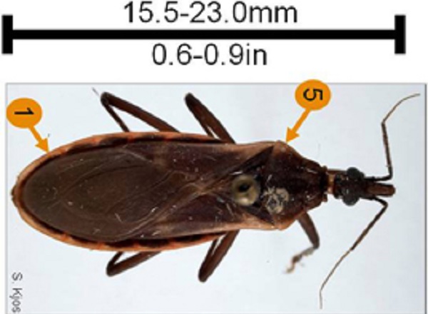 Details of the unique characteristics and size of the Triatoma rubida.