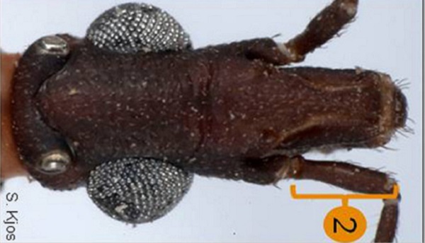 Details of the Triatoma rubida head.