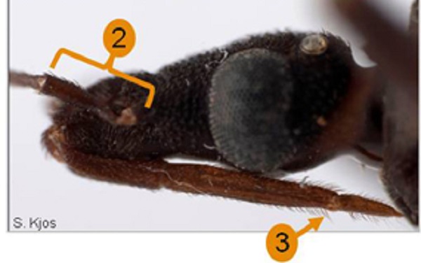 Details of the Triatoma rubrofasciata's head.