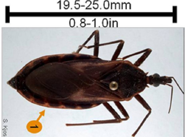 Size and characteristics of the Triatoma rubrofasciata.